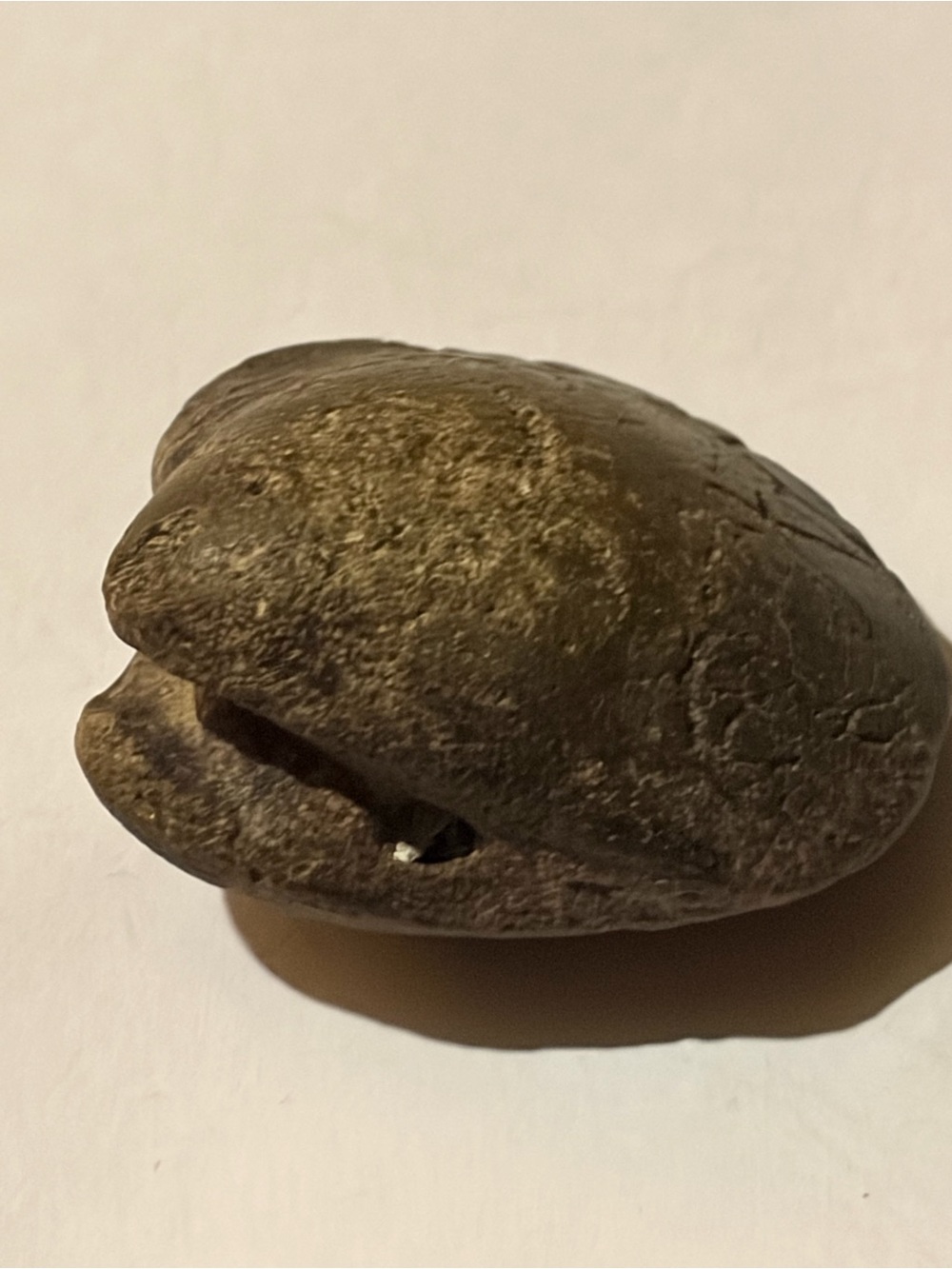 Natural Clam Fossil RARE